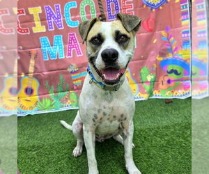 TOBY - Male German Shepherd Dog-Unknown Mix Dog for Adoption - Photo #2