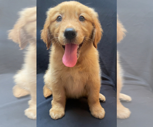 Medium Golden Retriever