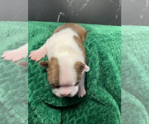 Medium Photo #4 Boston Terrier Puppy For Sale in TULARE, CA, USA