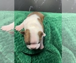 Small #3 Boston Terrier