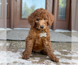 Poodle (Standard) Puppy for Sale in WOLCOTT, Indiana USA