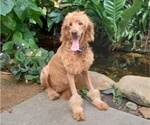 Small Photo #1 Goldendoodle Puppy For Sale in CLEARWATER, FL, USA