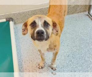 German Shepherd Dog-Unknown Mix Dogs for adoption in Houston, TX, USA