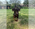 Small #2 Dachshund Mix