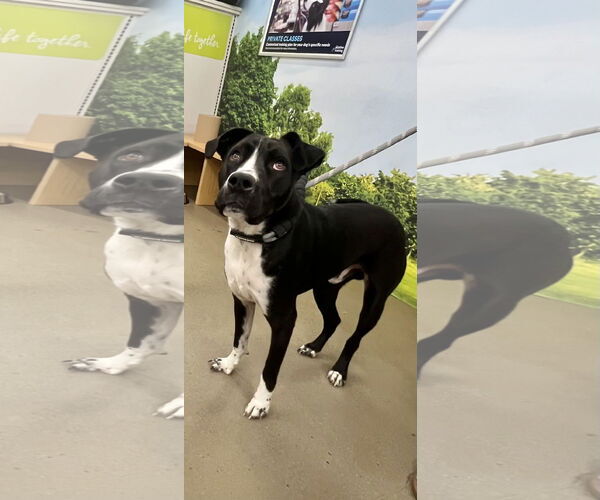 Medium Photo #2 Mutt Puppy For Sale in Munford, TN, USA