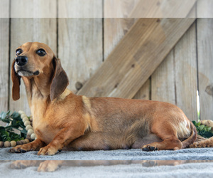 Mother of the Dachshund puppies born on 01/13/2026