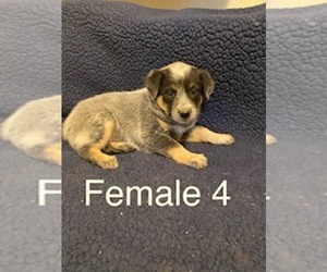 Australian Cattle Dog Puppy for sale in TOPPENISH, WA, USA