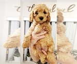 Small Photo #4 Cockapoo Puppy For Sale in MIAMI, FL, USA