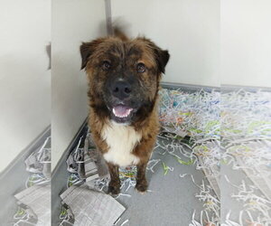Reese - Male Mutt Dog for Adoption - Photo #13