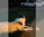 Small #3 Great Pyrenees