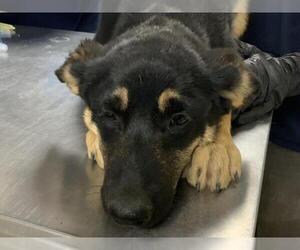 German Shepherd Dog-Unknown Mix Dogs for adoption in Visalia, CA, USA