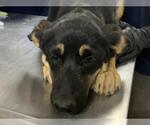 Small German Shepherd Dog Mix