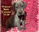 Small #1 Great Dane