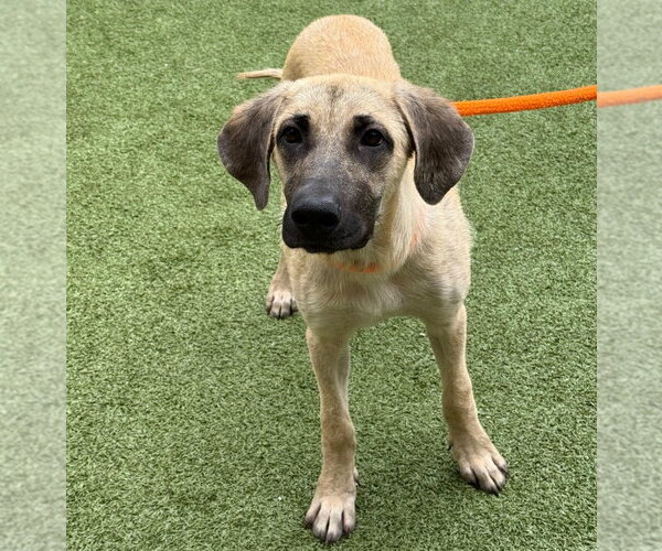Medium Photo #4 Labrador Retriever-Unknown Mix Puppy For Sale in Canton, CT, USA