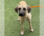 Small #3 Labrador Retriever Mix