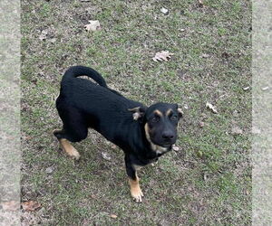 Labrador Retriever-Unknown Mix Dogs for adoption in Princeton, MN, USA