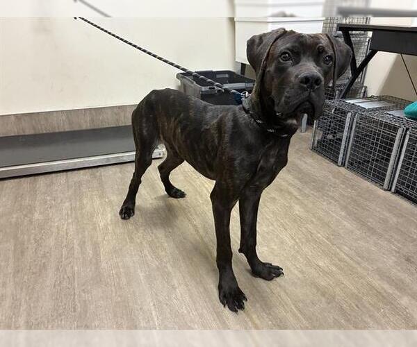 Medium Photo #1 Mutt Puppy For Sale in Pasadena, CA, USA