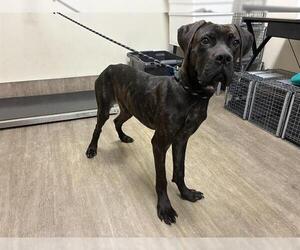 Mutt Dogs for adoption in Pasadena, CA, USA