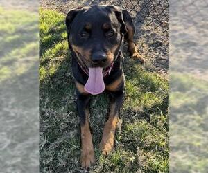 Rottweiler Dogs for adoption in Houston, TX, USA