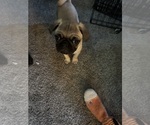 Puppy Gus Pug
