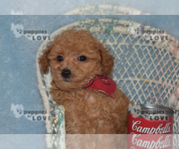 Full screen Photo #9 Poodle (Toy) Puppy For Sale in SANGER, TX, USA