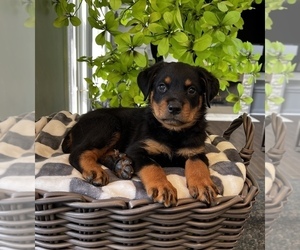 Rottweiler Puppy for sale in FRANKLIN, IN, USA
