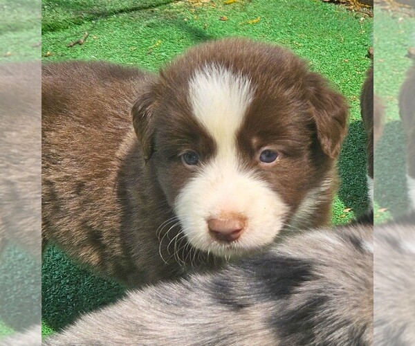 Medium Photo #1 Australian Shepherd Puppy For Sale in NELSON, VA, USA