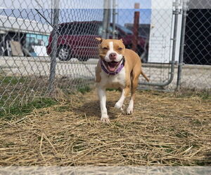 Boxer-Unknown Mix Dogs for adoption in Evansville, IN, USA