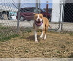 Small Boxer Mix