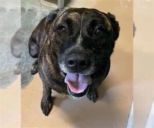 German Shepherd Dog-Unknown Mix Dogs for adoption in Texas City, TX, USA