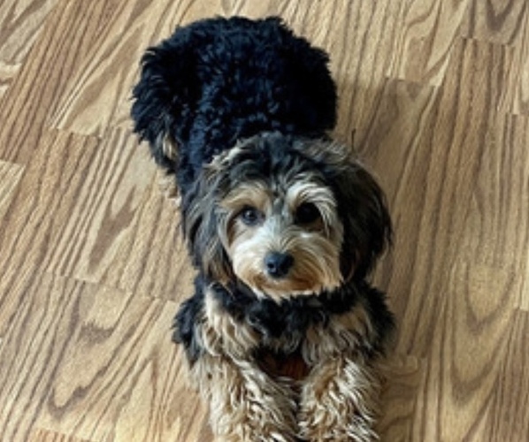 Medium Photo #1 Yorkipoo Puppy For Sale in MOCKSVILLE, NC, USA