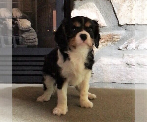 Medium Photo #3 Cavalier King Charles Spaniel Puppy For Sale in PARKESBURG, PA, USA