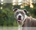 Small #1 American Pit Bull Terrier Mix