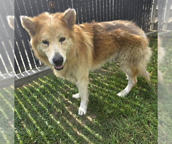 Medium Photo #1 Chow Chow-German Shepherd Dog Mix Puppy For Sale in Long Beach, CA, USA