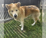 *STERLING - Male Chow Chow-German Shepherd Dog Mix Dog for Adoption - Small photo