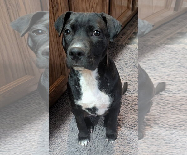 Medium Photo #3 Border Collie-Unknown Mix Puppy For Sale in Des Moines, IA, USA