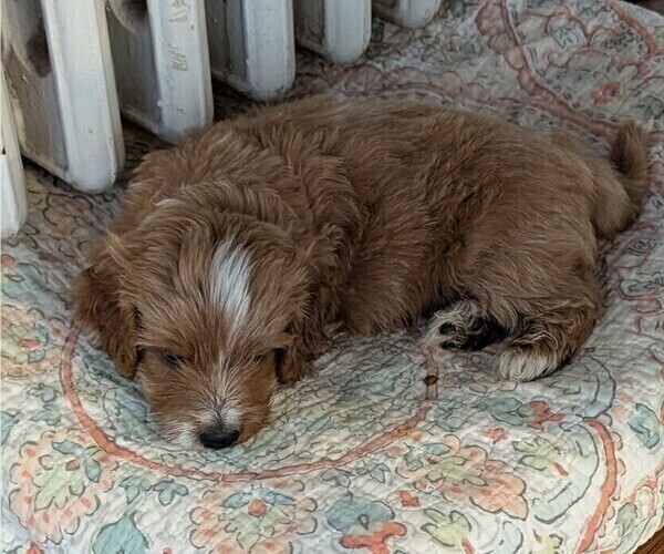 Medium Photo #3 Miniature Labradoodle Puppy For Sale in SYCAMORE, IL, USA