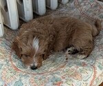 Small #2 Miniature Labradoodle