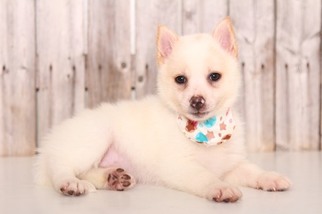 Pomsky Puppy for sale in MOUNT VERNON, OH, USA