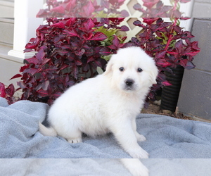 Golden Retriever Puppy for sale in SHILOH, OH, USA