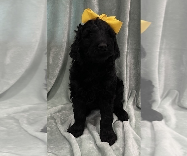 Medium Photo #4 Goldendoodle Puppy For Sale in CALHOUN, LA, USA