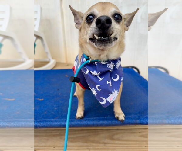 Medium Photo #1 Chihuahua-Unknown Mix Puppy For Sale in Greenville, SC, USA
