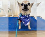 Small Chihuahua Mix