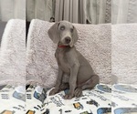 Small #3 Weimaraner