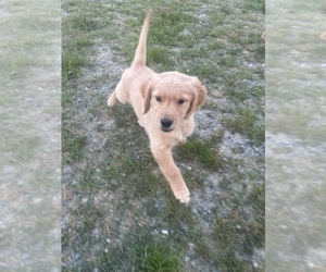 Medium Golden Retriever