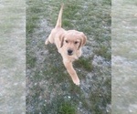 Puppy 2 Golden Retriever