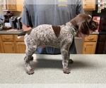 Small Photo #21 German Shorthaired Pointer Puppy For Sale in ALBEMARLE, NC, USA