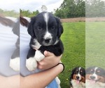 Small #11 Bernese Mountain Dog-Goldendoodle Mix