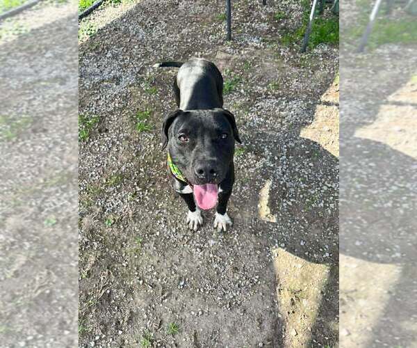 Medium Photo #6 Mutt Puppy For Sale in Abbeville, LA, USA