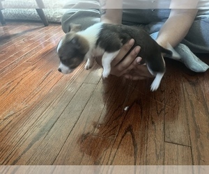 Jack Russell Terrier-Shetland Sheepdog Mix Puppy for sale in REDFORD, MI, USA